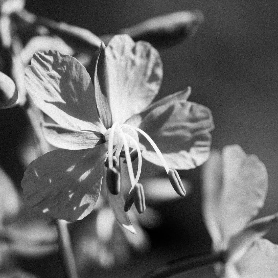S17 botanical ingredients